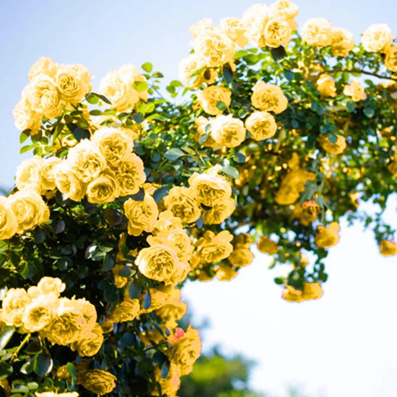 Lemon Yellow Rose Bush Plant Live Shrub Rebloomers, Fragrant Rose Bushes Plant Live, Roses for Planting, Starter Size, 4 to 10 Inc Tall