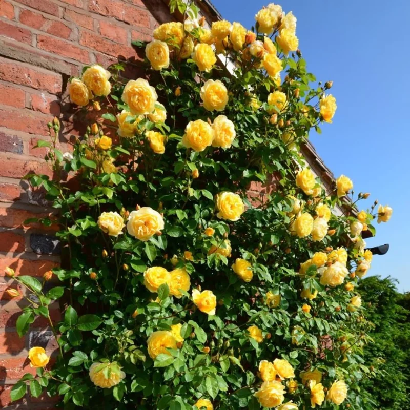 Lemon Yellow Rose Bush Plant Live Shrub Rebloomers, Fragrant Rose Bushes Plant Live, Roses for Planting, Starter Size, 4 to 10 Inc Tall