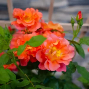 Live Orange Climbing Rose Bush Plant Live Shrub Rebloomer, Fragrant Rose Bushes Plant Live, Rose for Planting, Starter Size, 4 to 10 Inc Tall