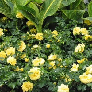 Lemon Yellow Rose Bush Plant Live Shrub Rebloomers, Fragrant Rose Bushes Plant Live, Roses for Planting, Starter Size, 4 to 10 Inc Tall
