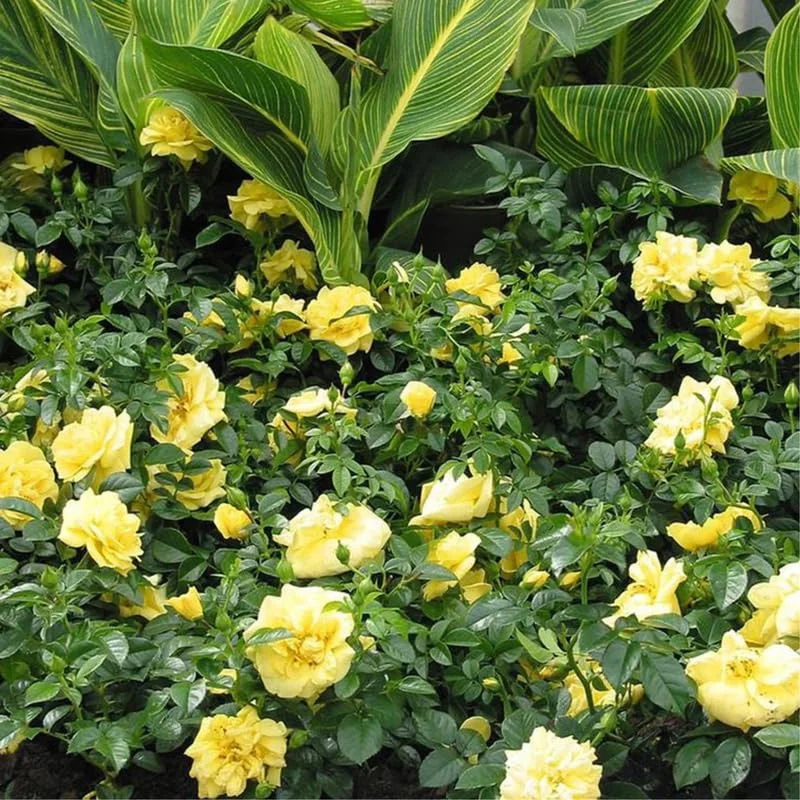 Lemon Yellow Rose Bush Plant Live Shrub Rebloomers, Fragrant Rose Bushes Plant Live, Roses for Planting, Starter Size, 4 to 10 Inc Tall