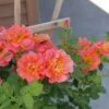 Live Orange Climbing Rose Bush Plant Live Shrub Rebloomer, Fragrant Rose Bushes Plant Live, Rose for Planting, Starter Size, 4 to 10 Inc Tall