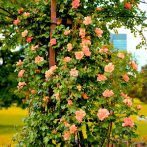 Live Orange Climbing Rose Bush Plant Live Shrub Rebloomer, Fragrant Rose Bushes Plant Live, Rose for Planting, Starter Size, 4 to 10 Inc Tall