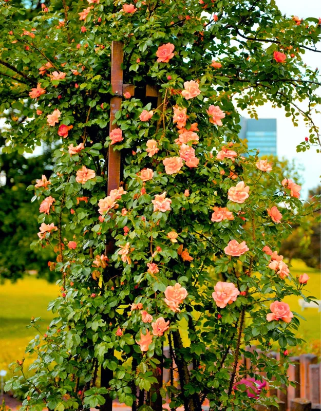 Live Orange Climbing Rose Bush Plant Live Shrub Rebloomer, Fragrant Rose Bushes Plant Live, Rose for Planting, Starter Size, 4 to 10 Inc Tall