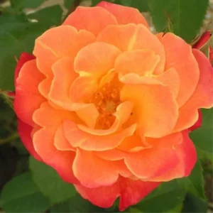 Live Orange Climbing Rose Bush Plant Live Shrub Rebloomer, Fragrant Rose Bushes Plant Live, Rose for Planting, Starter Size, 4 to 10 Inc Tall