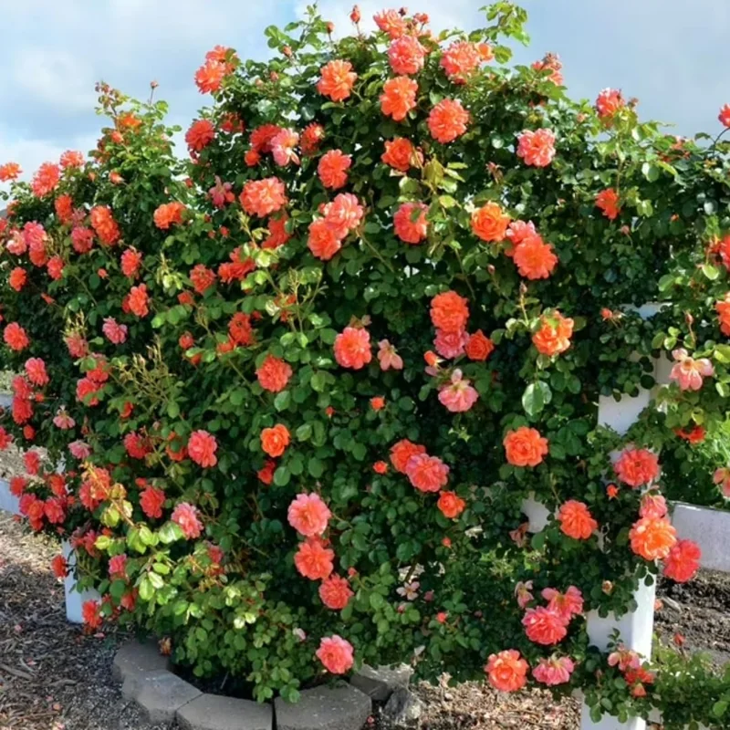 Live Orange Climbing Rose Bush Plant Live Shrub Rebloomer, Fragrant Rose Bushes Plant Live, Rose for Planting, Starter Size, 4 to 10 Inc Tall