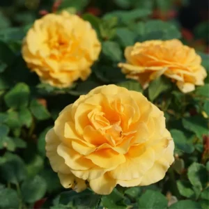 Yellow Climbing Rose Bush Plant Live, Fragrant Rose Bushes Plant Live, Rose for Planting, Starter Size, 4 to 10 Inc Tall
