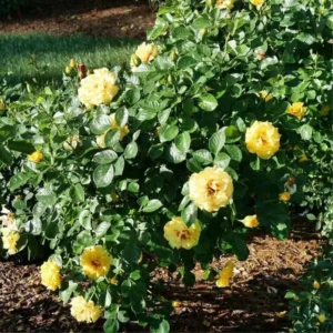 Yellow Climbing Rose Bush Plant Live, Fragrant Rose Bushes Plant Live, Rose for Planting, Starter Size, 4 to 10 Inc Tall