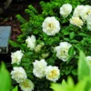 Creamy White Climbing Rose Plant Live for Planting, Rebloomer Fragrant Rose Bushes Plant Live, Rose for Planting, Starter Size, 4 to 10 Inc Tall