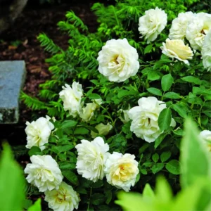 Creamy White Climbing Rose Plant Live for Planting, Rebloomer Fragrant Rose Bushes Plant Live, Rose for Planting, Starter Size, 4 to 10 Inc Tall