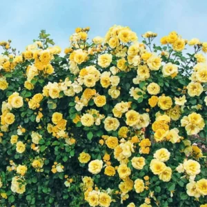 Yellow Climbing Rose Bush Plant Live, Fragrant Rose Bushes Plant Live, Rose for Planting, Starter Size, 4 to 10 Inc Tall