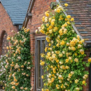 Yellow Climbing Rose Bush Plant Live, Fragrant Rose Bushes Plant Live, Rose for Planting, Starter Size, 4 to 10 Inc Tall
