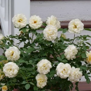 Creamy White Climbing Rose Plant Live for Planting, Rebloomer Fragrant Rose Bushes Plant Live, Rose for Planting, Starter Size, 4 to 10 Inc Tall