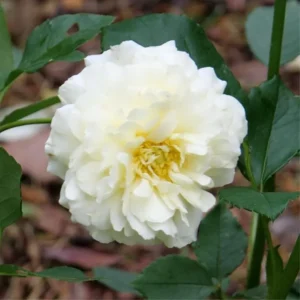 Creamy White Climbing Rose Plant Live for Planting, Rebloomer Fragrant Rose Bushes Plant Live, Rose for Planting, Starter Size, 4 to 10 Inc Tall