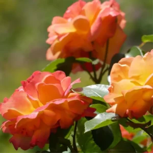Live Orange Climbing Rose Bush Plant Live Shrub Rebloomer, Fragrant Rose Bushes Plant Live, Rose for Planting, Starter Size, 4 to 10 Inc Tall