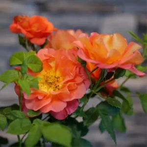 Live Orange Climbing Rose Bush Plant Live Shrub Rebloomer, Fragrant Rose Bushes Plant Live, Rose for Planting, Starter Size, 4 to 10 Inc Tall