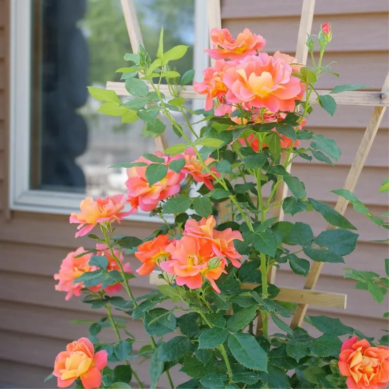 Live Orange Climbing Rose Bush Plant Live Shrub Rebloomer, Fragrant Rose Bushes Plant Live, Rose for Planting, Starter Size, 4 to 10 Inc Tall