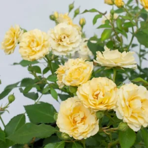 Yellow Climbing Rose Bush Plant Live, Fragrant Rose Bushes Plant Live, Rose for Planting, Starter Size, 4 to 10 Inc Tall