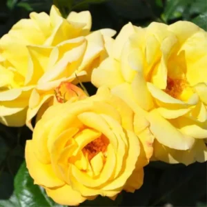 Yellow Climbing Rose Bush Plant Live, Fragrant Rose Bushes Plant Live, Rose for Planting, Starter Size, 4 to 10 Inc Tall