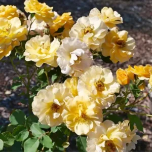 Yellow Climbing Rose Bush Plant Live, Fragrant Rose Bushes Plant Live, Rose for Planting, Starter Size, 4 to 10 Inc Tall