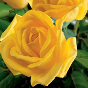 Yellow Climbing Rose Bush Plant Live, Fragrant Rose Bushes Plant Live, Rose for Planting, Starter Size, 4 to 10 Inc Tall
