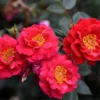 Red Rose Bush Plant Live Shrub, Fragrant Rose Bushes Plant Live, Rose for Planting, Starter Size, 4 to 10 Inc Tall