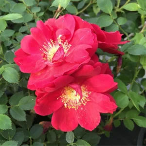 Red Rose Bush Plant Live Shrub, Fragrant Rose Bushes Plant Live, Rose for Planting, Starter Size, 4 to 10 Inc Tall