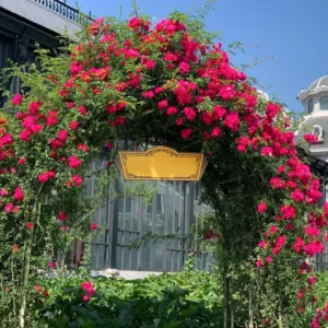 Red Rose Bush Plant Live Shrub, Fragrant Rose Bushes Plant Live, Rose for Planting, Starter Size, 4 to 10 Inc Tall