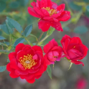 Red Rose Bush Plant Live Shrub, Fragrant Rose Bushes Plant Live, Rose for Planting, Starter Size, 4 to 10 Inc Tall