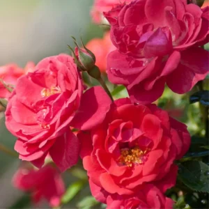 Red Rose Bush Plant Live Shrub, Fragrant Rose Bushes Plant Live, Rose for Planting, Starter Size, 4 to 10 Inc Tall