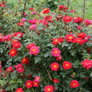Red Rose Bush Plant Live Shrub, Fragrant Rose Bushes Plant Live, Rose for Planting, Starter Size, 4 to 10 Inc Tall