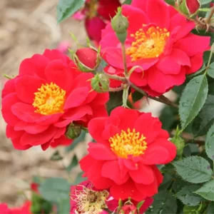 Red Rose Bush Plant Live Shrub, Fragrant Rose Bushes Plant Live, Rose for Planting, Starter Size, 4 to 10 Inc Tall