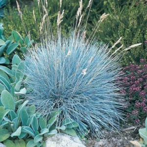 Set 2 Blue Fescue Ornamental Grass Live Plants, Blue Fescue Plant, Miscanthus Grass Plant 6 to 8 Inches Include Pot