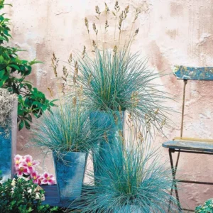 Blue Grass Live Set 2 Plants 6 to 8 Inc from Bottom Pot, Blue Fescue Grass Plant in Pot, Blue Fescue Ornamental Grass, Miscanthus Grass
