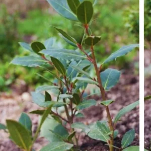Laurus Nobilis Bay Laurel Tree, Bay Leaf Plant Herb, Sweet Bay Laurel Live Plant for Planting, From 6 to 9 Inc in Tall