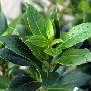 Laurus Nobilis Bay Laurel Tree, Bay Leaf Plant Herb, Sweet Bay Laurel Live Plant for Planting, From 6 to 9 Inc in Tall