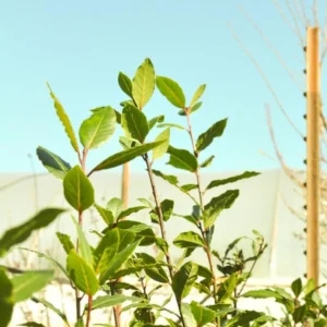 Laurus Nobilis Bay Laurel Tree, Bay Leaf Plant Herb, Sweet Bay Laurel Live Plant for Planting, From 6 to 9 Inc in Tall