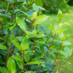 Laurus Nobilis Bay Laurel Tree, Bay Leaf Plant Herb, Sweet Bay Laurel Live Plant for Planting, From 6 to 9 Inc in Tall
