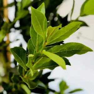 Laurus Nobilis Bay Laurel Tree, Bay Leaf Plant Herb, Sweet Bay Laurel Live Plant for Planting, From 6 to 9 Inc in Tall