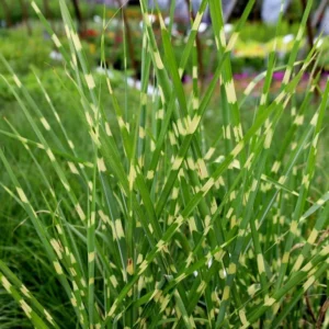 Miscanthus Grass, Gold Yellow Maiden Grass Perennial Miscanthus Live Grass Plants In 2.5