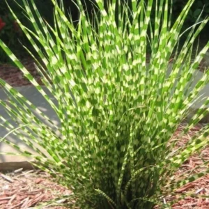 Miscanthus Grass, Gold Yellow Maiden Grass Perennial Miscanthus Live Grass Plants In 2.5