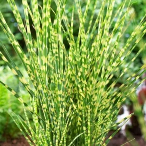 Miscanthus Grass, Gold Yellow Maiden Grass Perennial Miscanthus Live Grass Plants In 2.5