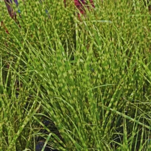 Miscanthus Grass, Gold Yellow Maiden Grass Perennial Miscanthus Live Grass Plants In 2.5