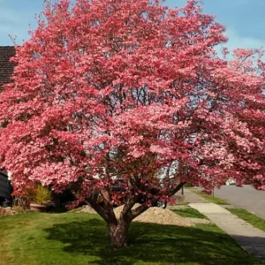 Pink Dogwood Tree Live Plant in Quart Pot, Well Rooted Pink Flowering Dogwood Tree Plant Live, 6 to 14 Inc Tall for Planting