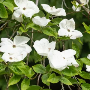 White Dogwood Tree Live Plant, White Flowering Dogwood Tree Plant Live in Quart Pot, 6-12 Inches Tall for Planting, Dogwood Tree Bush Shrub Oranamental Tree