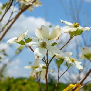 White Dogwood Tree Live Plant, White Flowering Dogwood Tree Plant Live in Quart Pot, 6-12 Inches Tall for Planting, Dogwood Tree Bush Shrub Oranamental Tree