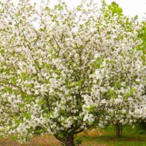 White Dogwood Tree Live Plant, White Flowering Dogwood Tree Plant Live in Quart Pot, 6-12 Inches Tall for Planting, Dogwood Tree Bush Shrub Oranamental Tree