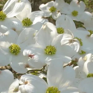 White Dogwood Tree Live Plant, White Flowering Dogwood Tree Plant Live in Quart Pot, 6-12 Inches Tall for Planting, Dogwood Tree Bush Shrub Oranamental Tree