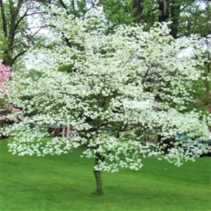 White Dogwood Tree Live Plant, White Flowering Dogwood Tree Plant Live in Quart Pot, 6-12 Inches Tall for Planting, Dogwood Tree Bush Shrub Oranamental Tree