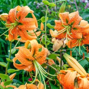 5 Turk Cap Lily Bulbs for Planting, Orange Flower